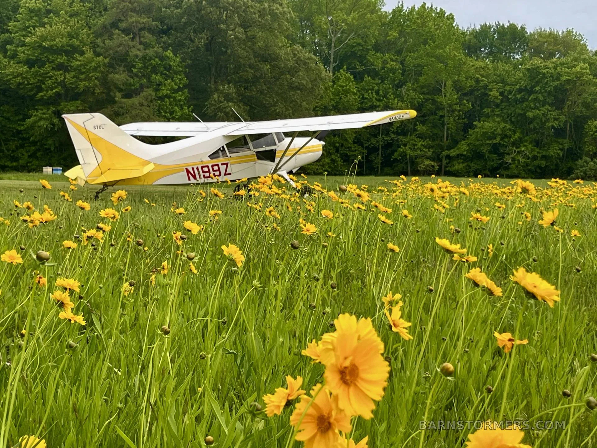 A white and yellow Maule aircraft (N199Z) is parked in a field of tall green grass and yellow wildflowers.
