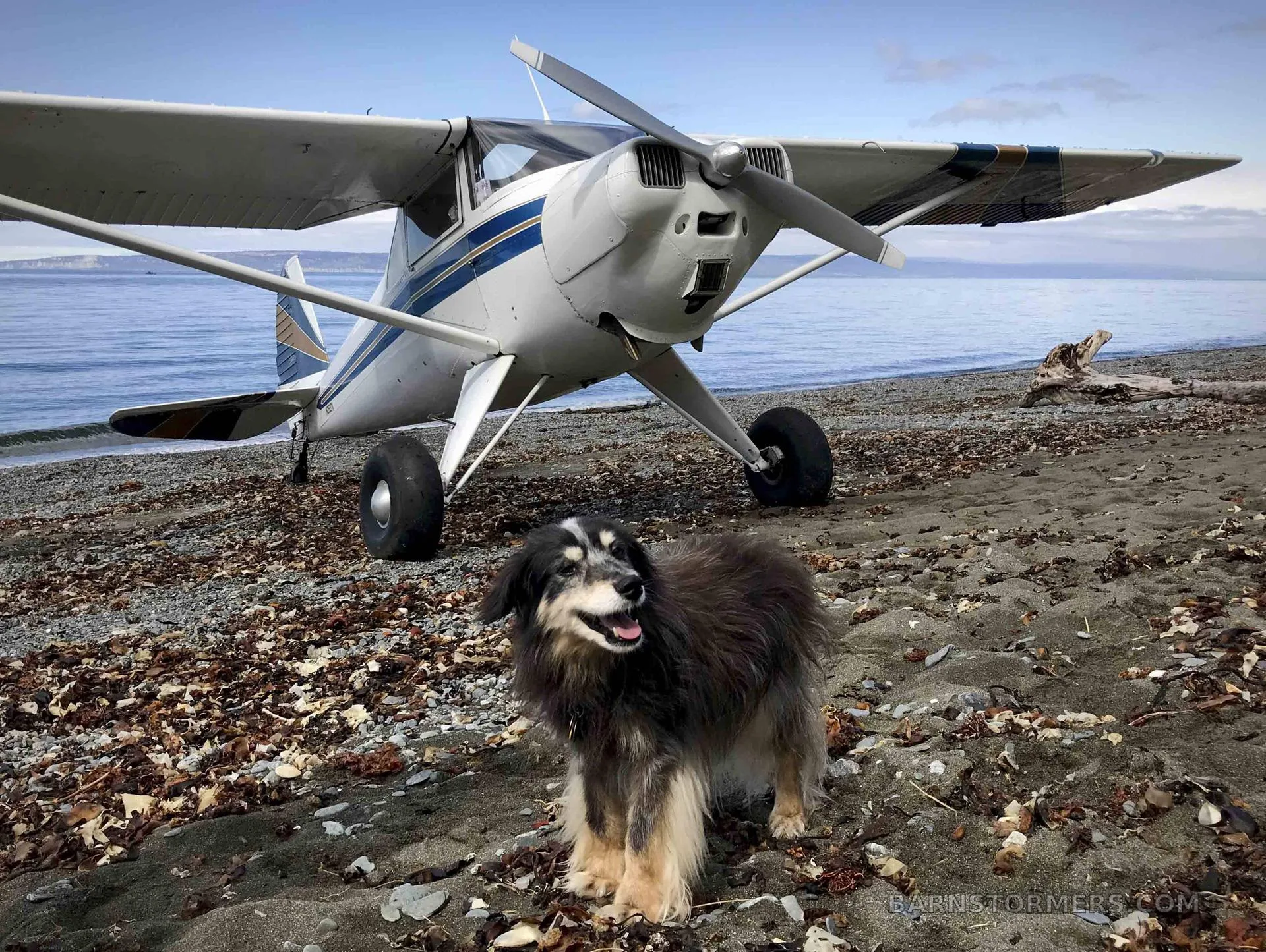 A high-wing aircraft with blue and gold stripes parked on a rocky beach next to a dog, with water and mountains in the background.
