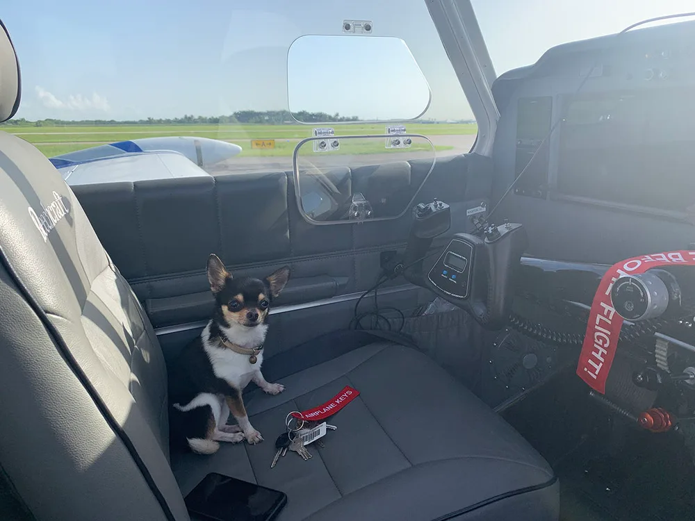 A small chihuahua dog sits on a gray leather pilot's seat inside an aircraft cockpit, with the runway visible outside.