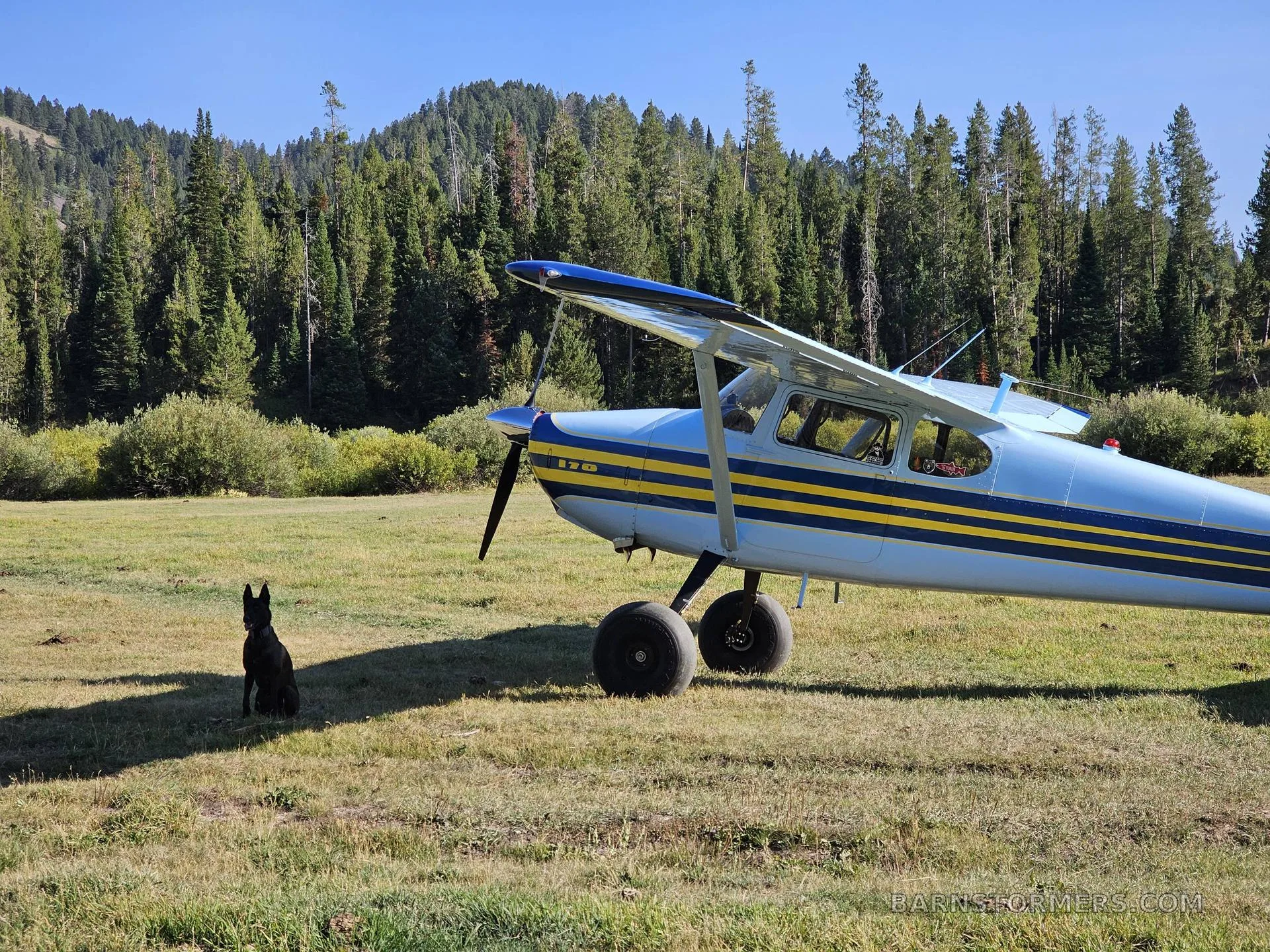 A light blue and yellow striped Cessna 170 aircraft with a black dog sitting nearby is parked in a grassy field with a forest in the background.