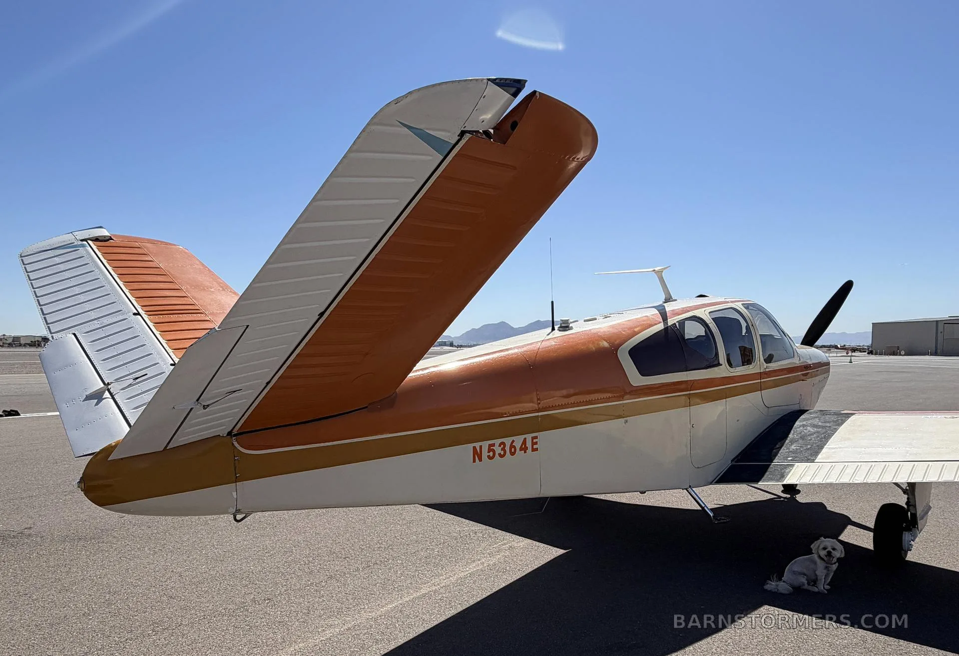 A cream and orange single-engine aircraft with tail number N5364E, viewed from the rear-left, with a small white dog sitting nearby.