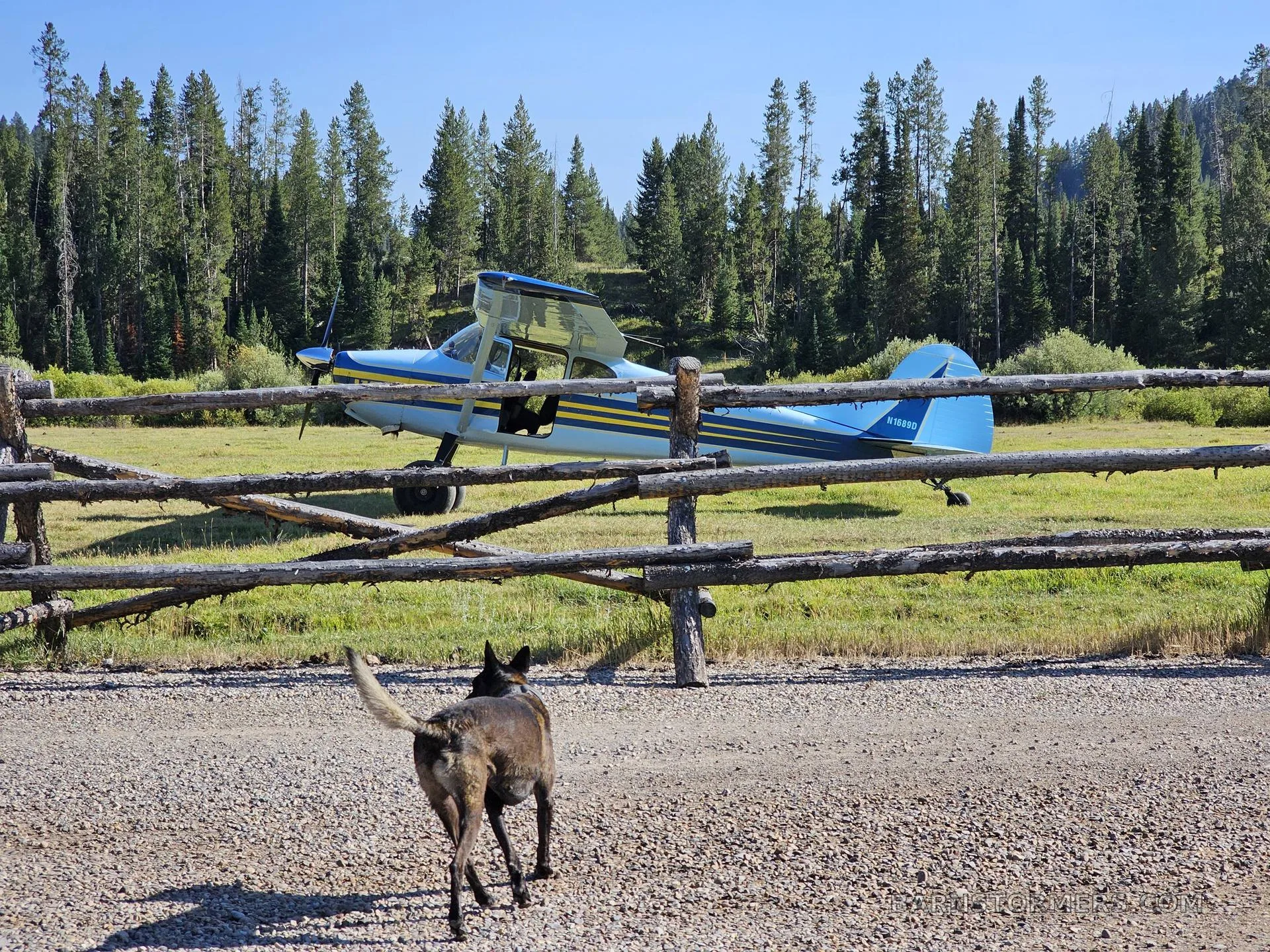 A light blue and yellow striped taildragger aircraft with its doors open is parked in a grassy field behind a wooden fence, with a dog walking away in the foreground.