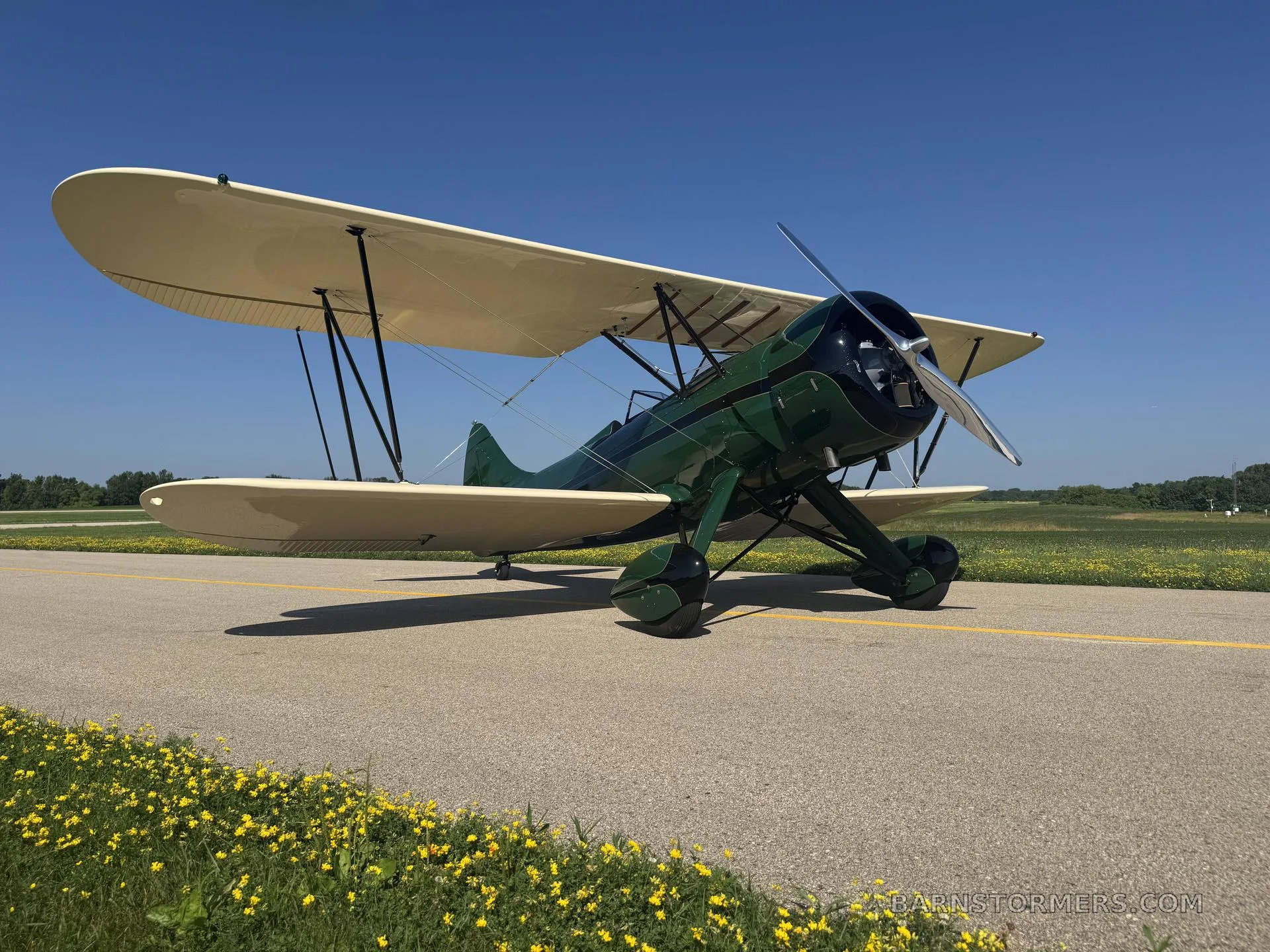 A green and cream biplane is angled on an asphalt runway, with yellow flowers in the foreground and a clear blue sky.