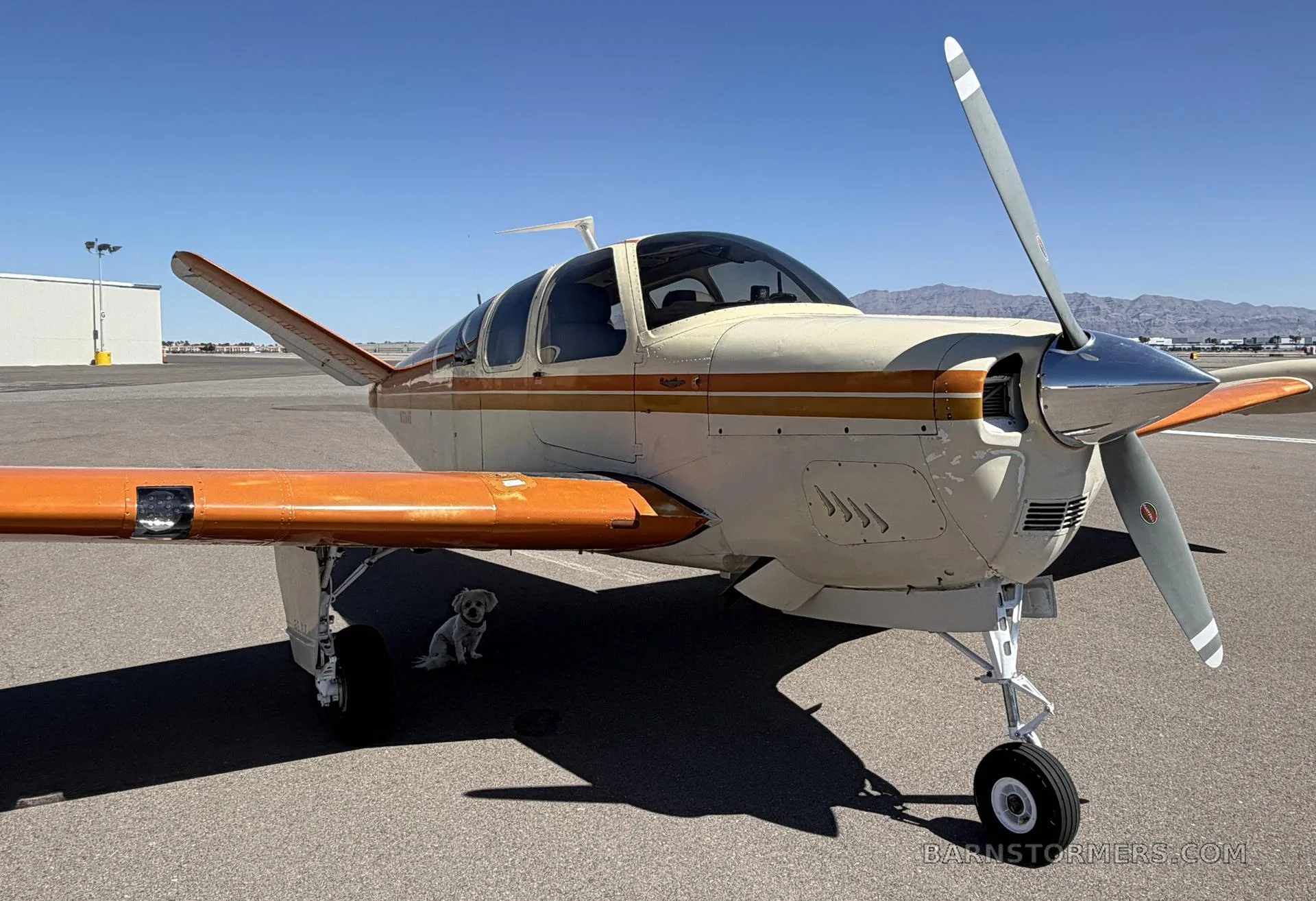 A cream and orange single-engine aircraft with tail number N5364E, viewed from the front, with a small white dog sitting under the wing.